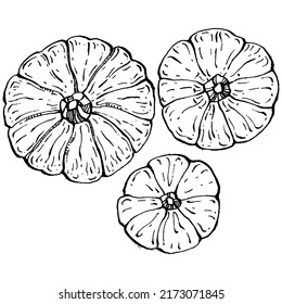 Pumpkin vector sketch hand drawn. Isolated object with engraved style illustration. Detailed vegetarian food. Farm market product. The best for design logo, menu, label, icon, stamp.
