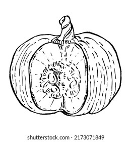 Pumpkin vector sketch hand drawn. Isolated object with engraved style illustration. Detailed vegetarian food. Farm market product. The best for design logo, menu, label, icon, stamp.