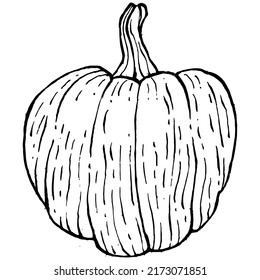 Pumpkin vector sketch hand drawn. Isolated object with engraved style illustration. Detailed vegetarian food. Farm market product. The best for design logo, menu, label, icon, stamp.