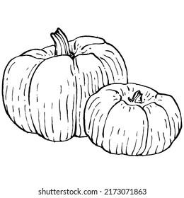 Pumpkin vector sketch hand drawn. Isolated object with engraved style illustration. Detailed vegetarian food. Farm market product. The best for design logo, menu, label, icon, stamp.