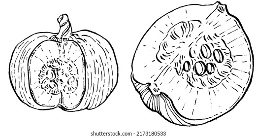 Esbozo vectorial de calabaza dibujado a mano. Objeto aislado con ilustración de estilo grabado. Platos vegetarianos detallados. Producto del mercado agrícola. Lo mejor para el diseño logotipo, menú, etiqueta, icono, sello.