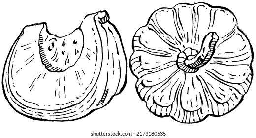 Pumpkin vector sketch hand drawn. Isolated object with engraved style illustration. Detailed vegetarian food. Farm market product. The best for design logo, menu, label, icon, stamp.