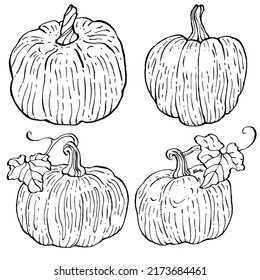 Pumpkin vector sketch hand drawn. Isolated object with engraved style illustration. Detailed vegetarian food. Farm market product. The best for design logo, menu, label, icon, stamp.