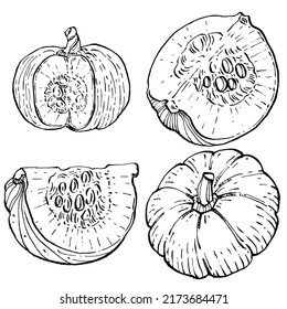 Pumpkin vector sketch hand drawn. Isolated object with engraved style illustration. Detailed vegetarian food. Farm market product. The best for design logo, menu, label, icon, stamp.