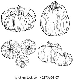 Pumpkin vector sketch hand drawn. Isolated object with engraved style illustration. Detailed vegetarian food. Farm market product. The best for design logo, menu, label, icon, stamp.