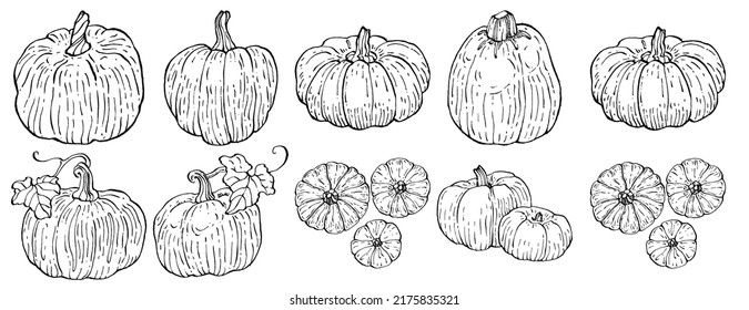 Kürbis Vektorgrafik handgezeichnet. Einziger Gegenstand mit eingravierter Stilgrafik. Detaillierte vegetarische Speisen. Agrarmarktprodukt. Das Beste für Design-Logo, Menü, Label, Icon, Stempel.