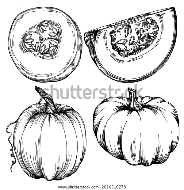 Pumpkin Vector Sketch Hand Drawn Isolated Stock Vector Royalty Free 2016510278 Shutterstock 2869