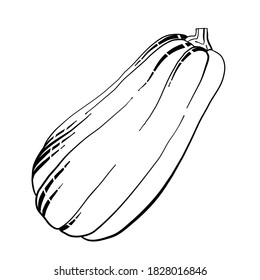 Pumpkin vegetable black contour on a white background. Hand-drawn simple vector illustration. Ripe squash isolated on white background. Linear art of healthy organic vegetable in cartoon style. Ink dr