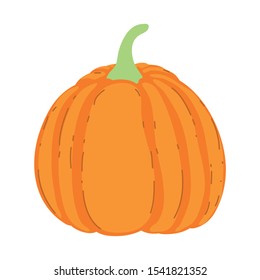 pumpkin vegetable fresh on white background vector illustration