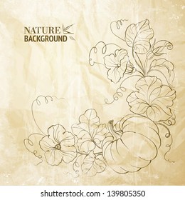 Pumpkin vegetable with leaves on paper. Vector illustration.