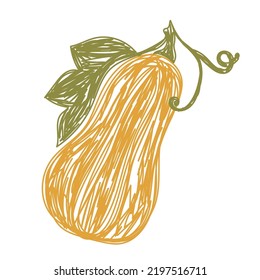 Esbozo de verduras de calabaza. Ilustración del vector de color. Dibujo de doodle con lápiz o marcador