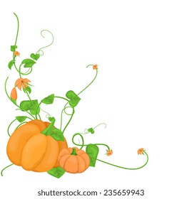 Pumpkin Vegetable Vine Vector