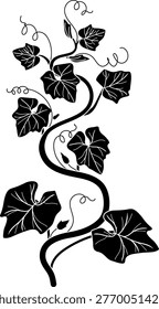 Pumpkin vine with leaves silhouette, Cucurbita pepo plant vector illustration