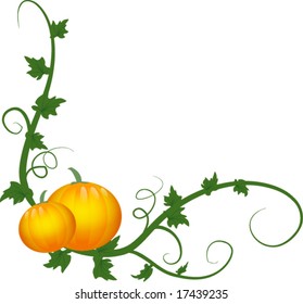 Pumpkin Vines