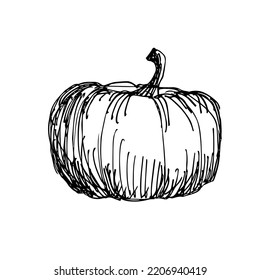 Pumpkin. Vintage hatching vector black illustration. Isolated on a white background. A hand-drawn sketch. Engraved art. For groceries, markets, packaging, recipes, menu design.