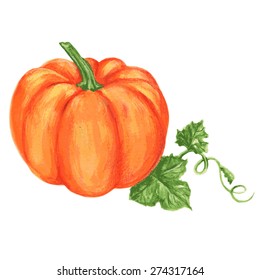 Pumpkin watercolor vector painting illustration isolated on white background, Hand drawn sketch, Design food element, Series of food ingredient for cooking restaurant menu, cafe, symbol autumn holiday