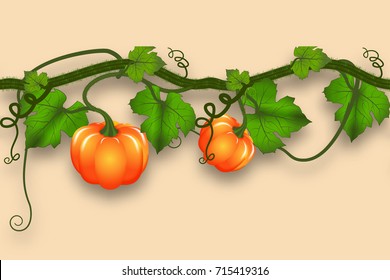 Pumpkin whip with leaves and pumpkins. Realistic seamless border for an autumn design. Vector illustration.