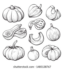 Pumpkin whole and halves hand drawn illustrations set. Traditional autumn harvest engravings. Pumpkin slices minimalist sketch. Ripe gourds of round, oval, oblong shapes. Agricultural produce