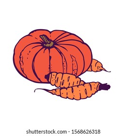 pumpkin wuth three carrots illustration. Hand-drawn in cartoon style. Colored artwork isolated on white background, in vector.