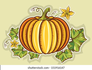 Pumpkin yellow fresh.Vector illustration isolated for design