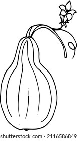 Pumpkin,black and white illustration ,doodles,abstraction,vector.