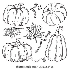 Pumpkins autumn halloween set. October elements for postcard