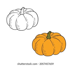 Pumpkins black outlined and colored line art. Vector hand drawn pumpkin isolated on white background. Elements for autumn decorative design, halloween invitation, harvest