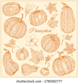 Pumpkins, butternut squash and gourd. Hand drawn vector illustration. Sketch style. Autumn gourd harvest agriculture and farm isolated design elements. Farm market items.