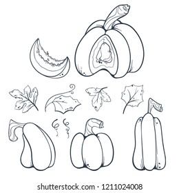 Pumpkins, butternut squash and gourd. Ink sketch collection isolated on white background. Hand drawn vector illustration.