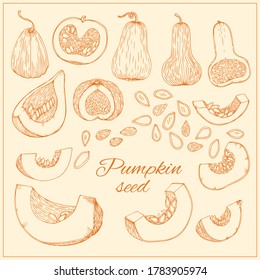 Pumpkins, butternut squash and gourd with seeds. Hand drawn vector illustration. Sketch style. Autumn gourd harvest agriculture and farm isolated design elements. Farm market items.