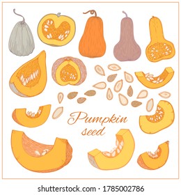 Pumpkins, butternut squash and gourd with seeds. Hand drawn vector illustration. Sketch style. Autumn gourd harvest agriculture and farm isolated design elements. Farm market items.