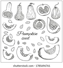 Pumpkins, butternut squash and gourd with seeds. Hand drawn vector illustration. Black and white Sketch style. Autumn gourd harvest agriculture and farm isolated design elements. Farm market items.