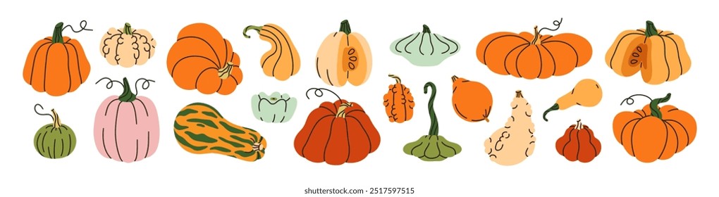 Pumpkins collection. Autumn vegetable, fall gourd, various type, shape, size, color. Seasonal fruit, Halloween and Thanksgiving decoration. Flat vector illustration isolated on white background