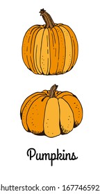 Kürbis-Vektorillustration-Skizze, handgezeichnet, einzeln auf weißem Hintergrund