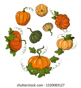 Pumpkins of different shades set. Harvest Festival. Autumn harvest. Vegetables. Environmentally friendly product. Isolated objects on a white background. Vector illustration. Halloween