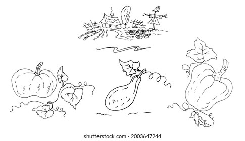 Pumpkins of different sizes, a country house with a scarecrow. Linear vector drawing, sketch.