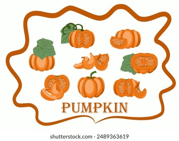pumpkins. A drawn vector illustration, a set of various orange pumpkins in whole, halves and pieces of different types. isolated on a white background