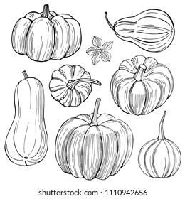 Pumpkins. Hand drawn vegetables on white background. Vector sketch  illustration.