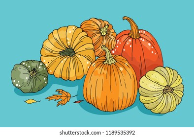 Pumpkins harvest. Autumn theme hand drawn vector illustration