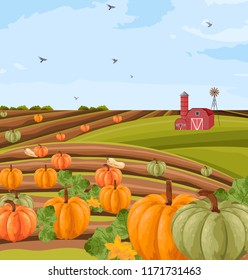 Pumpkins harvest Vector. autumn seasonal banner templates