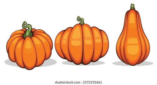 Pumpkins illustration isolated on white. Autumn Thanksgiving Pumpkins arrangement on white background. Colorful Pumpkins Realistic Illustration 