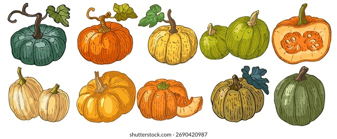 Pumpkins isolated on a white background.