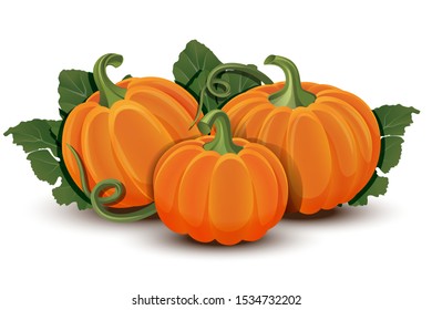 Pumpkins with leaves isolated on white background. Vector illustration ripe orange Pumpkin - squash for Halloween, Autumn Harvest Festival or Thanksgiving Day. Environmentally friendly Vegetables.