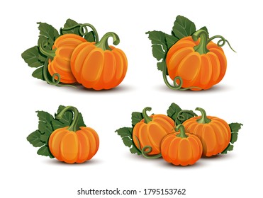 Pumpkins with leaves isolated on white background. Vector illustration ripe orange Pumpkin - squash for Halloween, Autumn Harvest Festival or Thanksgiving Day. Environmentally friendly Vegetables.