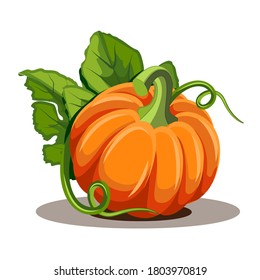 Pumpkins with leaves isolated on white background. Vector illustration ripe orange Pumpkin - squash for Halloween, Autumn Harvest Festival or Thanksgiving Day. Environmentally friendly Vegetables.