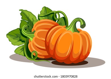 Pumpkins with leaves isolated on white background. Vector illustration ripe orange Pumpkin - squash for Halloween, Autumn Harvest Festival or Thanksgiving Day. Environmentally friendly Vegetables.