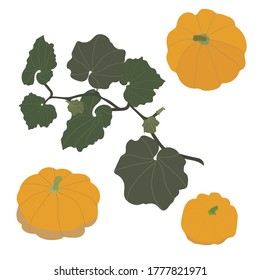 Calabazas con hojas sobre un fondo blanco. Vector. elemento aislado. Utilizar para la decoración como elemento independiente