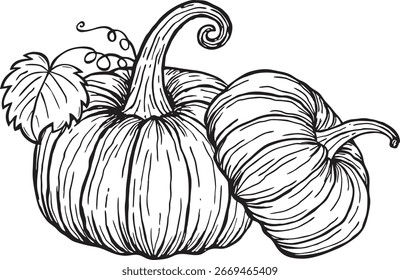 Calabazas con hojas sobre un fondo blanco. Cosecha de otoño. Ilustración vectorial dibujada a mano.