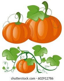 Pumpkins On Green Vine Illustration