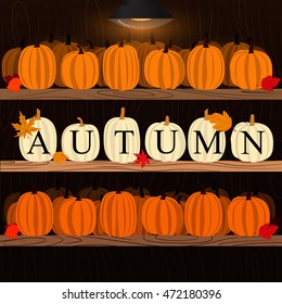Pumpkins on wooden background, standing on the shelves, inside the cellar. Autumn poster. Vector.
